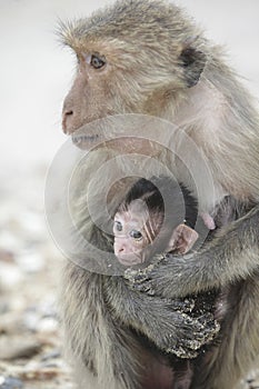 THAILAND PRACHUAP SAM ROI YOT KO KHO RAM ISLAND MONKEY