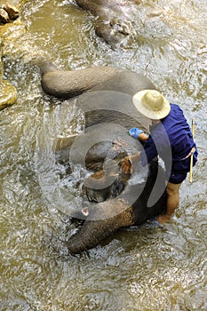 Thailand Region Of Chiang Mai- elephants