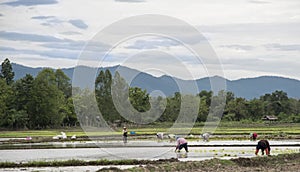 Thailand rice farmers planting rice in the paddy fields.