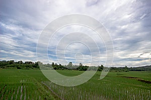 Thailand rice fields