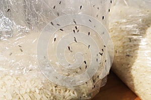 Thailand rice organic for storage until the insects