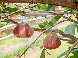 Thailand rose apple on the tree