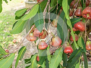 Thailand rose apple on the tree