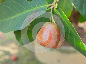 Thailand rose apple on the tree