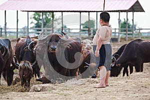 Thailand Rural Traditional Scene, buffaloes herd being tended by Thai farmer shepherd boy in the farm. Asian Upcountry Culture