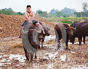 Thailand Rural Traditional Scene, Thai farmer shepherd boy is riding a buffalo, tending buffaloes herd to go back farmhouse.