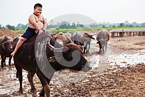 Thailand Rural Traditional Scene, Thai farmer shepherd boy is riding a buffalo, tending buffaloes herd to go back farmhouse.