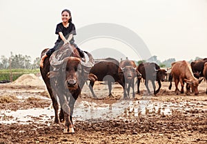 Thailand Rural Traditional Scene, Thai farmer shepherd girl is riding a buffalo, tending buffaloes herd to go back farmhouse.