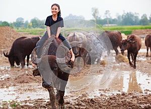 Thailand Rural Traditional Scene, Thai farmer shepherd girl is riding a buffalo, tending buffaloes herd to go back farmhouse.