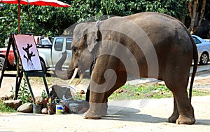 Thailand`s asian elephants perform