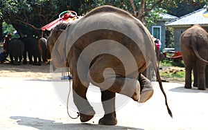 Thailand`s asian elephants perform