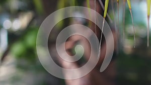 Thailand`s closeup palm, beach: woman sitting on sand at coconat tree with tropical flower in hands