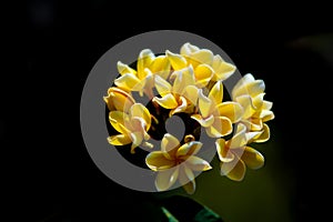 Thailand`s most beautiful plumeria