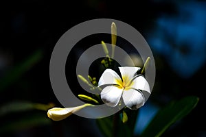 Thailand`s most beautiful plumeria