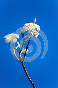 Thailand`s most beautiful plumeria