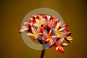 Thailand`s most beautiful plumeria