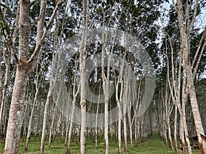 Forest of rubber trees growing in Thailand