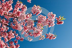 Thailand Sakura pink flower with blue sky