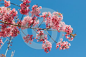 Thailand Sakura pink flower with blue sky