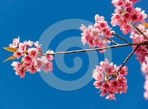 Thailand Sakura pink flower with blue sky