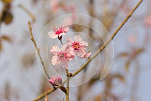 Thailand Sakura pink flower in Phetchaboon Province, Thailand