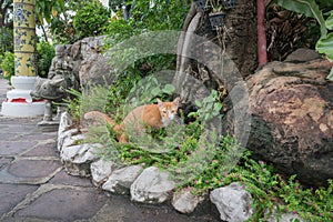 Thailand Siamese Cat Sleeping Nearby a Buddha Statue