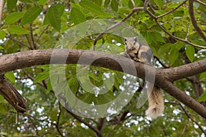 Thailand Small squirrel on a tree eating nut (squirrel, forest)