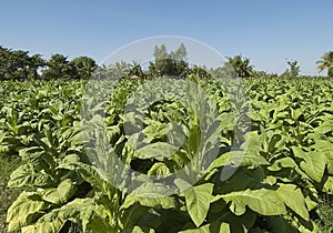 Thailand tobacco fields