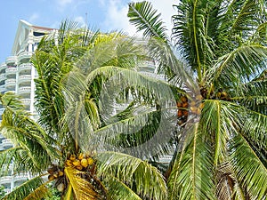 Thailand, tropical tree