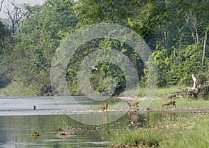 Thakurdwara village, Bardia, Terai, Nepal