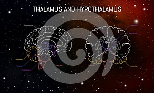 Thalamus and hypothalamus neuroscience infographic on space background. Human brain illustration. Brain anatomy structure cross