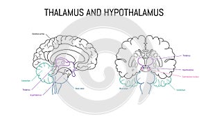 Thalamus and hypothalamus neuroscience infographic on white background. Human brain illustration. Brain anatomy photo