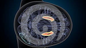 3d illustration of human brain thalamus anatomy.