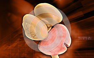 Thalamus Spinal cord and Cerebellum photo