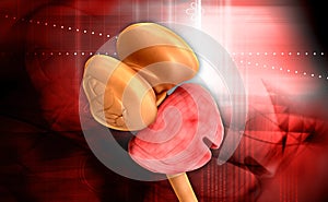 Thalamus Spinal cord and Cerebellum