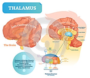 Thalamus vector illustration. Labeled medical diagram with brain structure.