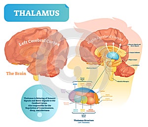 Thalamus vector illustration. Labeled medical diagram with brain structure. photo