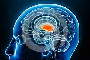 Thalamus x-ray profile close-up view 3D rendering illustration with body contours. Human brain anatomy, medical, biology, science