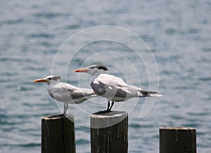 Thalasseus maximus terns taking a sun bath in the lake