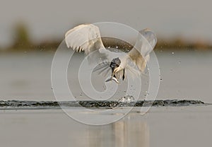 Thalasseus sandvicensis