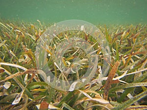 Thalassia testudinum turtle grass marine seagrass beds photo