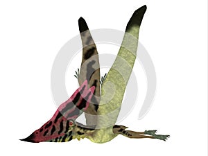 Thalassodromeus Pterosaur Side View