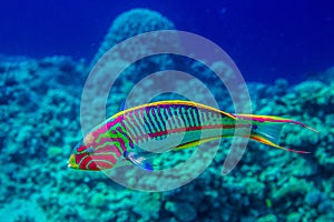 Thalassoma rueppellii