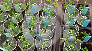 Thale cress and mouse-ear cress or Arabidopsis thaliana experimental is an important model laboratory organism plant genetics photo