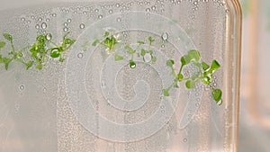 Thale cress and mouse-ear cress or Arabidopsis thaliana important model organism plant genetics and molecular biology science, photo