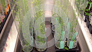 Thale cress and mouse-ear cress or Arabidopsis thaliana experimental is an important model laboratory organism plant genetics