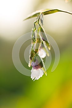 Thalia geniculata flower