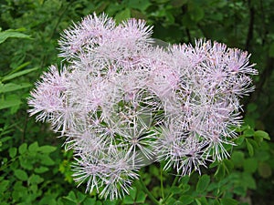 Thalictrum aquilegiifolium photo