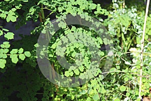 Thalictrum in the autumn