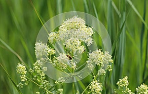 Thalictrum flavum, known by the common names common meadow-rue, and yellow meadow-rue. Blooming in spring